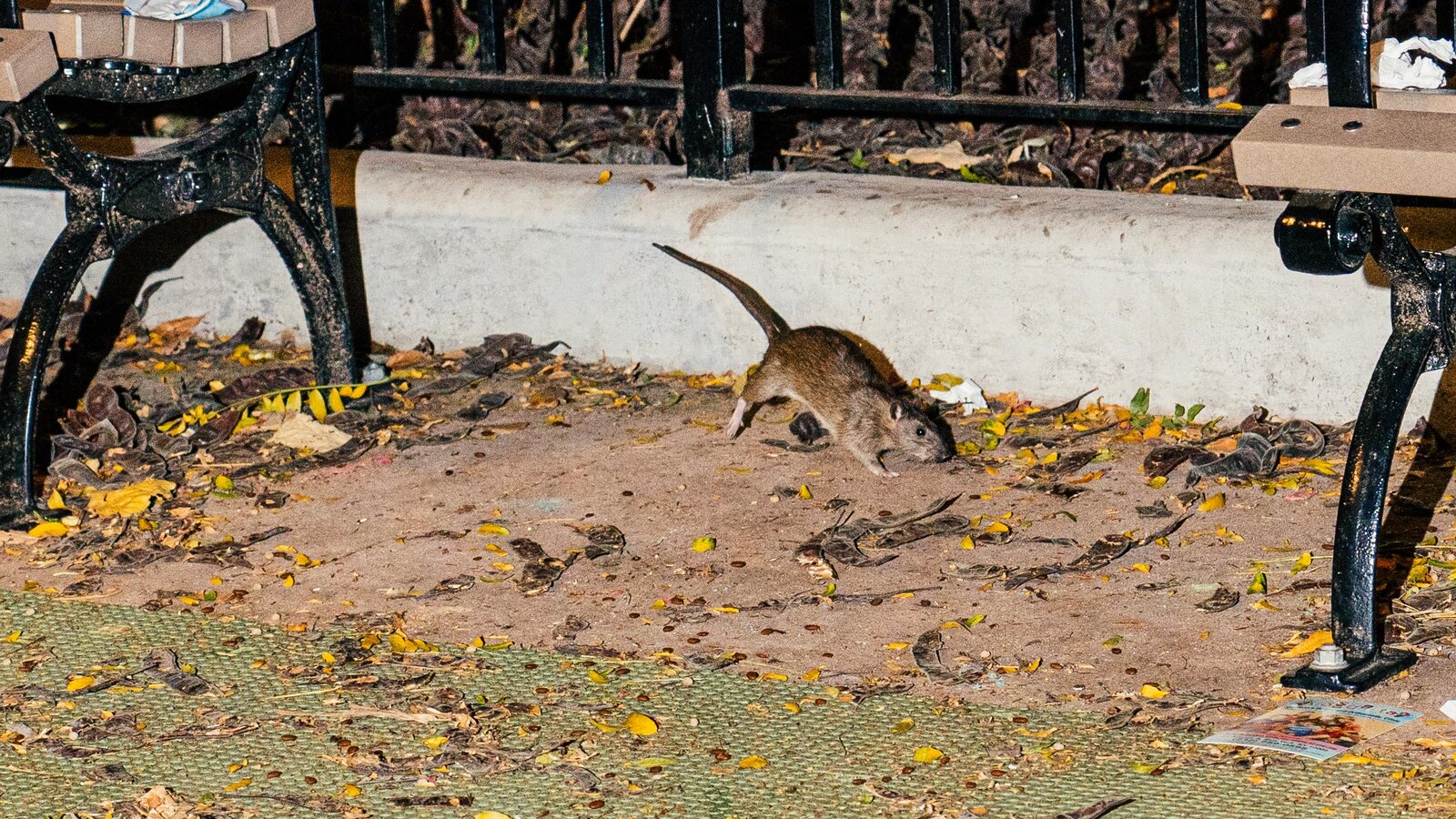 New York rats can have the coronavirus that causes covid19, according